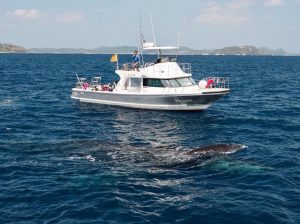 座間味でホエールウォッチングとSUPのコラボツアー１１