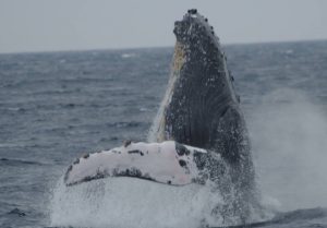 座間味でホエールウォッチングとSUPのコラボツアー１０